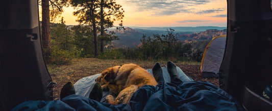 Camping with your dog: the preparation