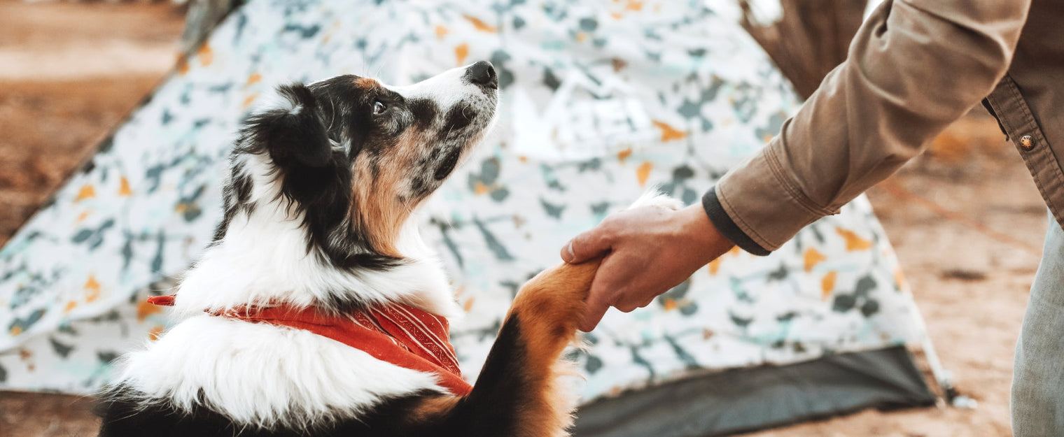 Kamperen met je hond: dé checklist