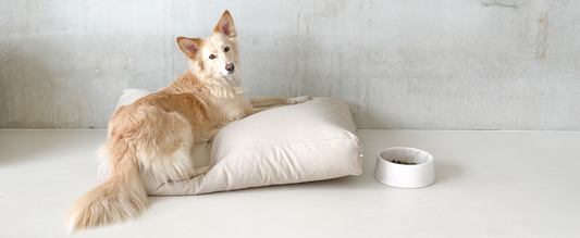 Where do you place the food and water bowl for your dog? 6 tips