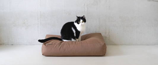 15 must-have pet items: the checklist