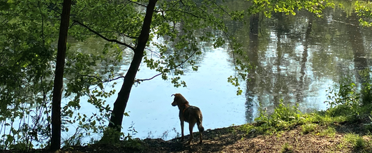 Ticks in dogs and cats: what you can do as an owner