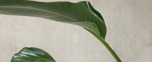 Giftige planten voor huisdieren; alle ins en outs