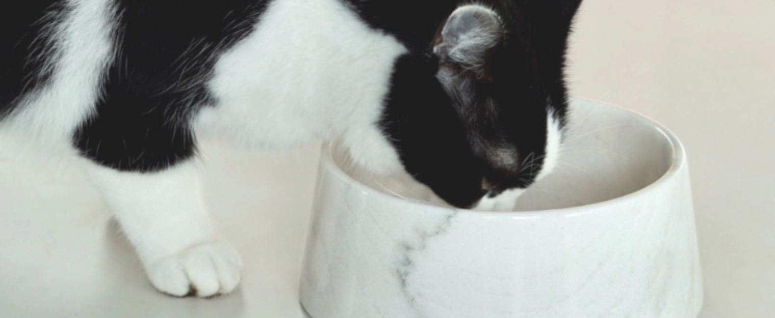 Wat is de beste plek voor de voer- en drinkbak van mijn kat? 3 tips