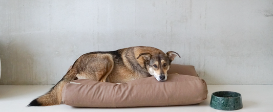 What is the best spot for a dog bed in the house? 5 tips