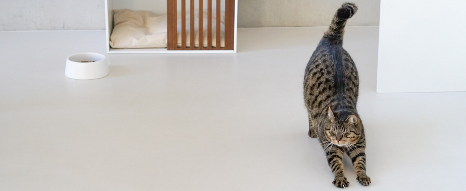 De jaarwisseling: 14 tips hoe je jouw huisdier kunt helpen