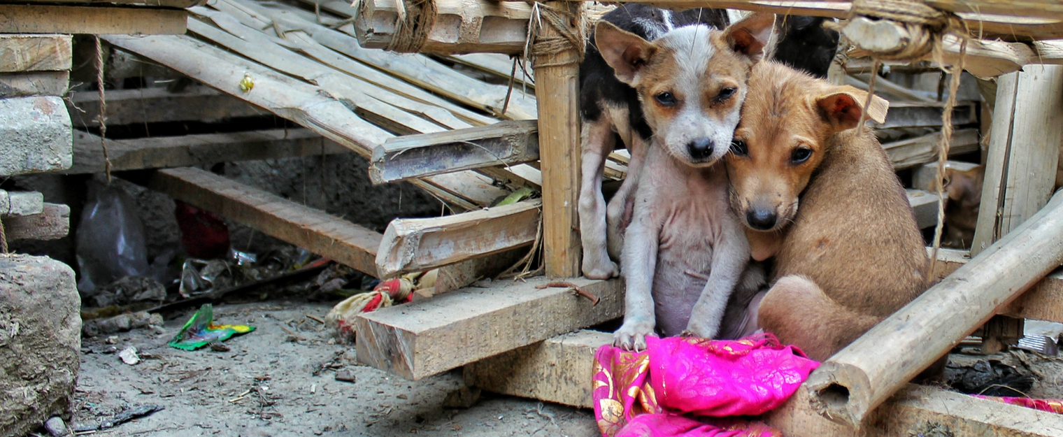 Today is World Stray Animal Day and you can make a difference!