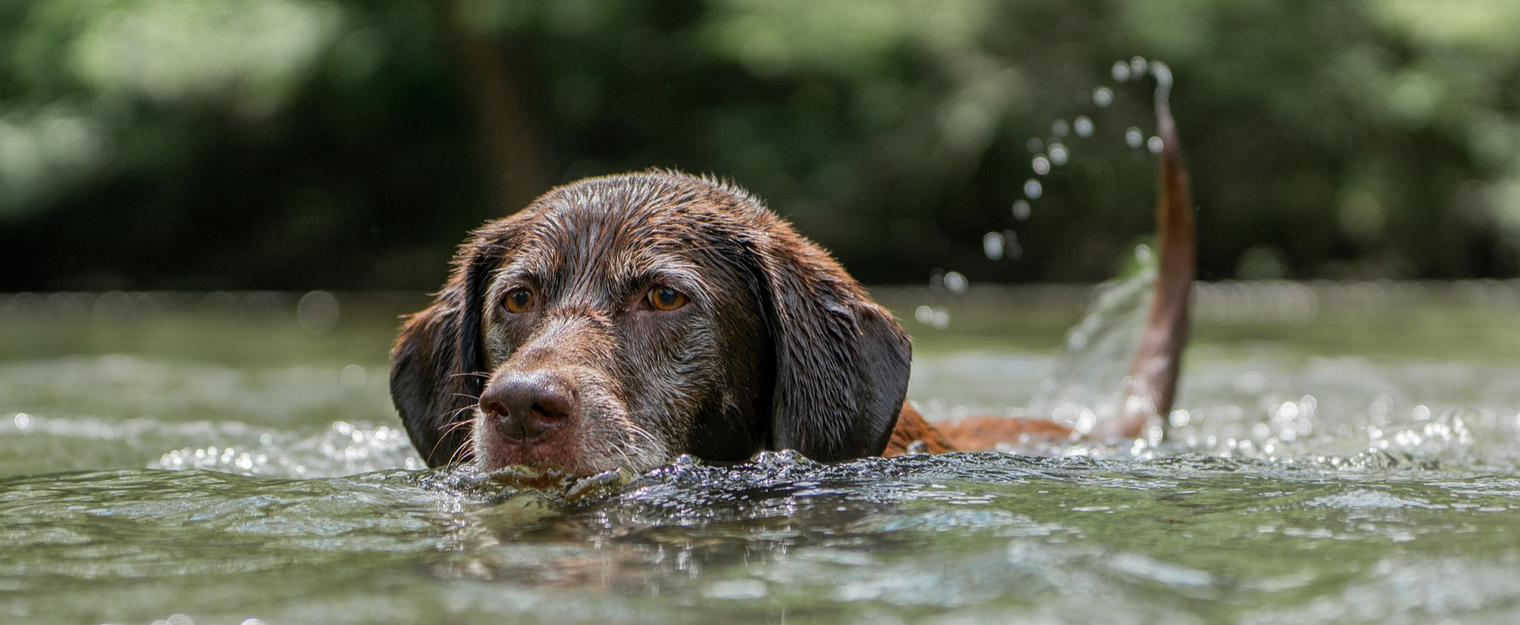 Tropical temperatures